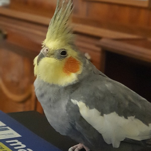 Pt_dorlaz